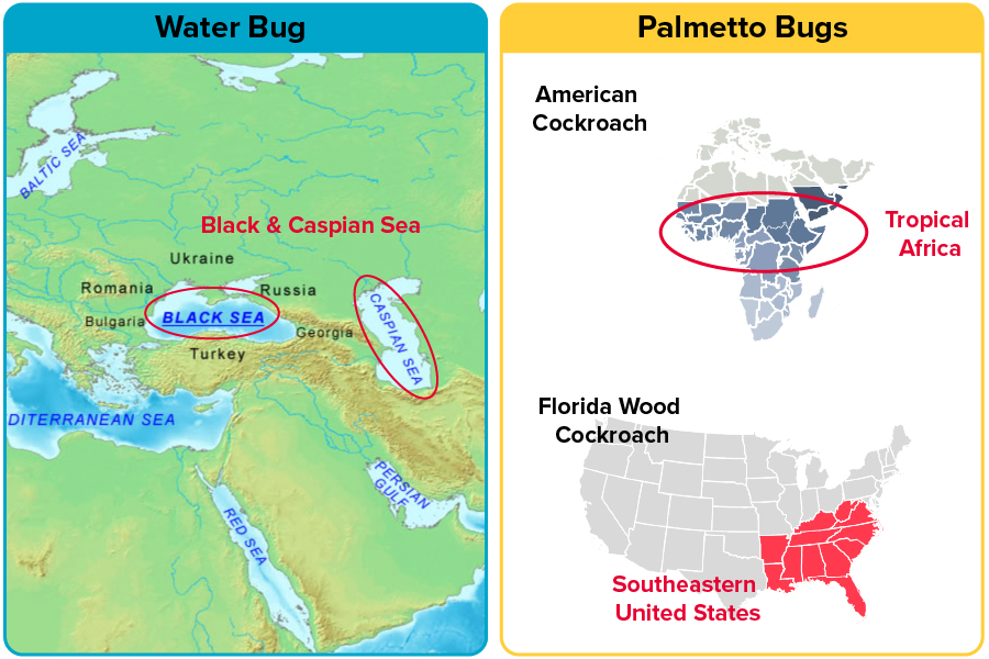 Origin difference between Water Bug vs Palmetto Bug