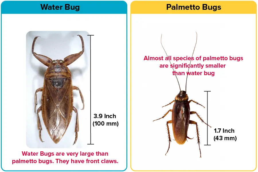Size difference between Water Bug vs Palmetto Bug