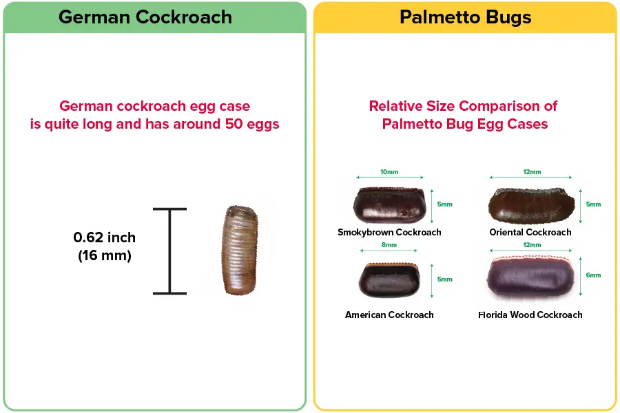 Egg case difference of German Cockroach vs Palmetto Bug