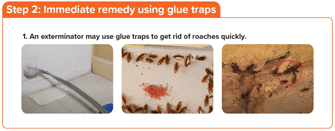 An exterminator will place gel baits to take care of free moving roaches