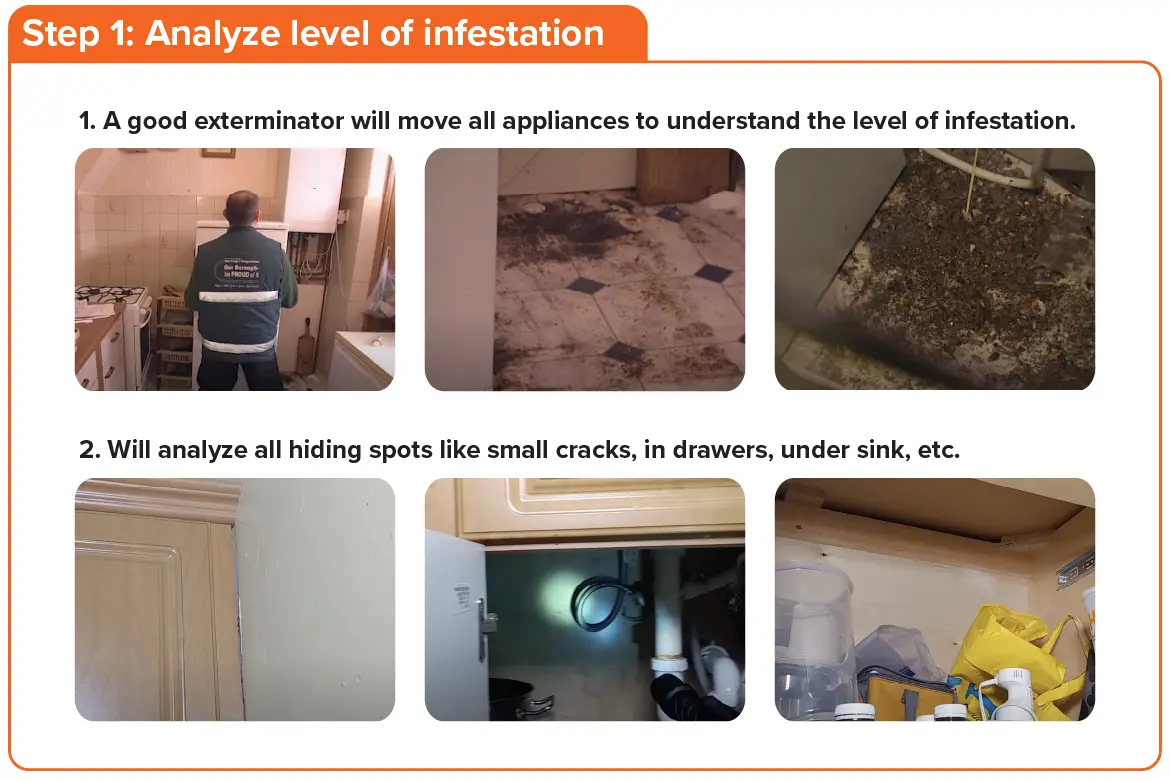 An exterminator will start with analyzing the level of infestation