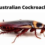 Australian Cockroach: Identification Guide