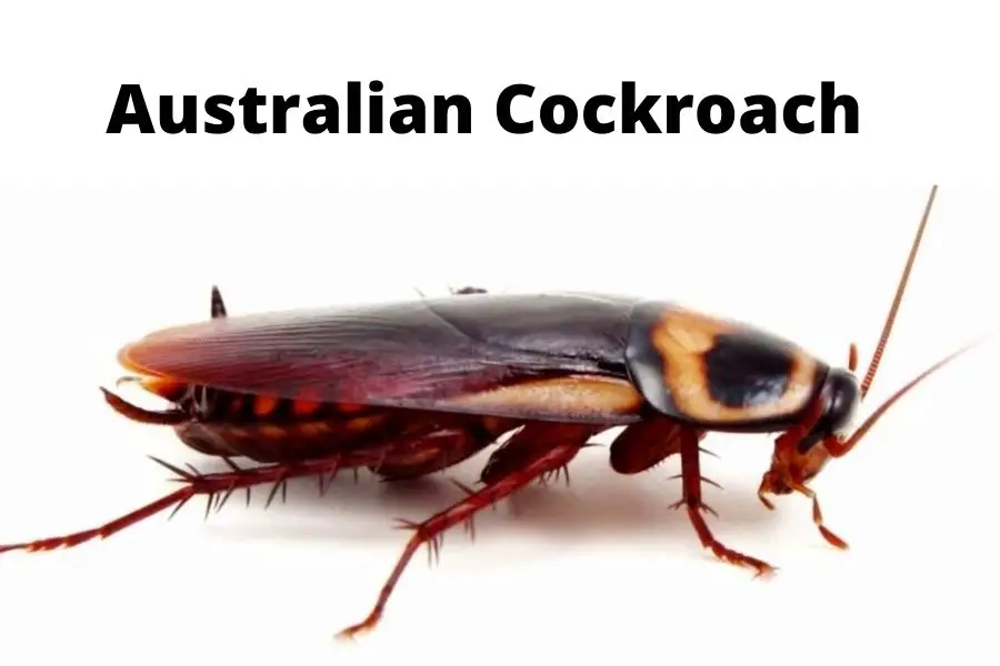 Australian Cockroach: Identification Guide