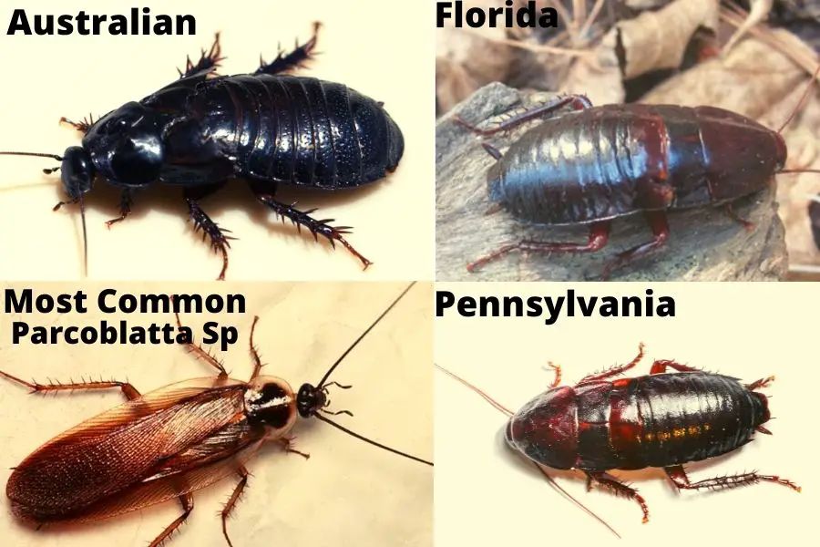 Wood Cockroach Identification Guide APB