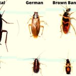 Identify and Get Rid of Small Cockroaches [Avoid THIS mistake]