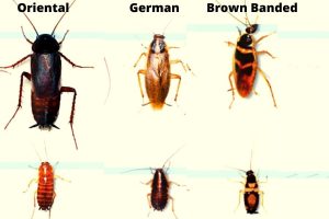 Small roaches