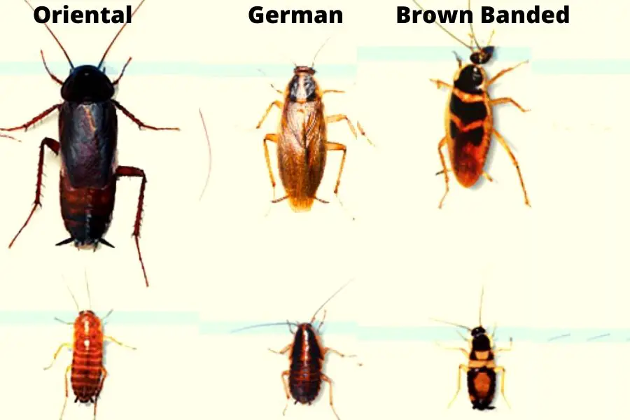 Identify and Get Rid of Small Cockroaches [Avoid THIS mistake]