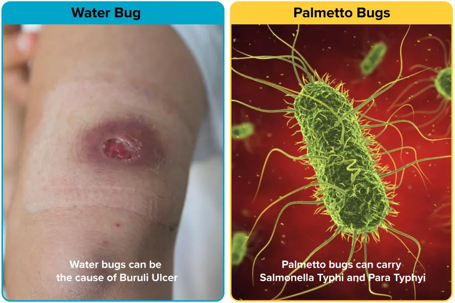 Diseases spread by Water Bugs vs Palmetto Bugs