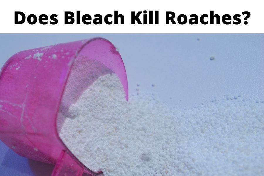 Doe Bleach Kill Roaches?