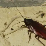 How to Identify Smoky Brown Cockroach [SURE signs]