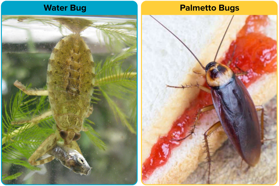 Feeding difference between Water Bug vs Palmetto Bug
