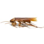 Why do cockroaches fly towards you?