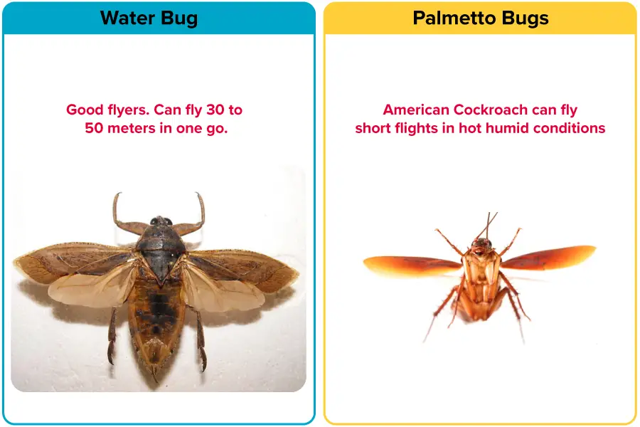 Flying capabilities of Water Bugs vs Palmetto Bugs