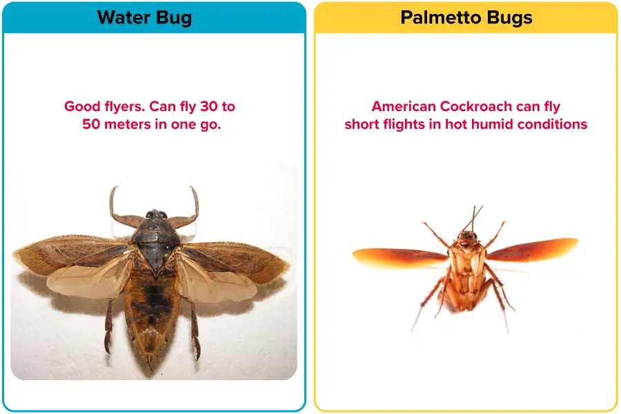 Palmetto Bug Vs. Water Bug [15 Differences] | APB