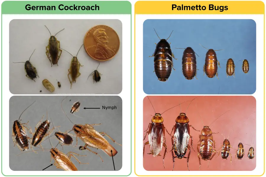 Babies and Nymphs of german cockroach vs American cockroach