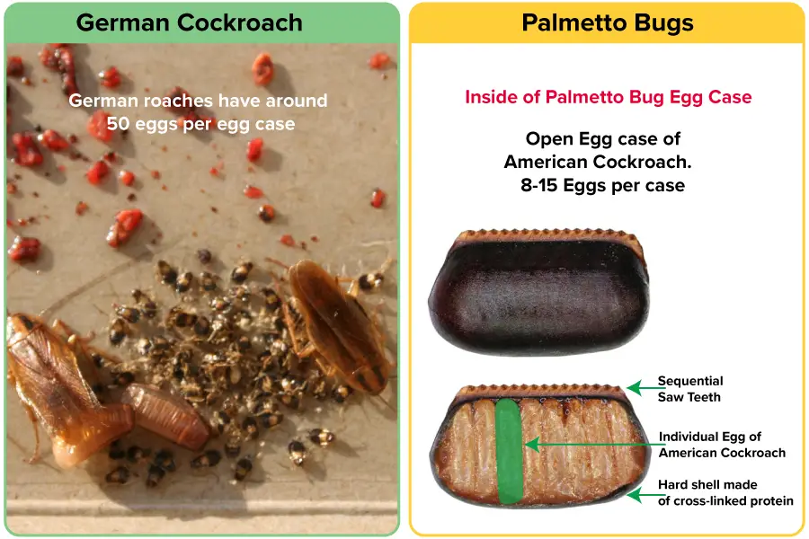 Eggs per case, german cockroach vs american cockroach