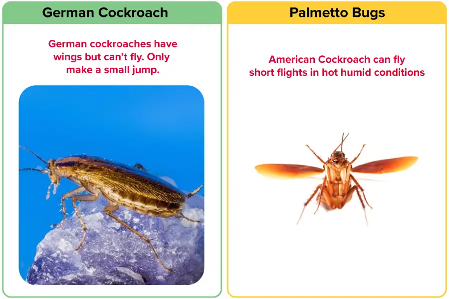 Flying of german cockroach vs American cockroach