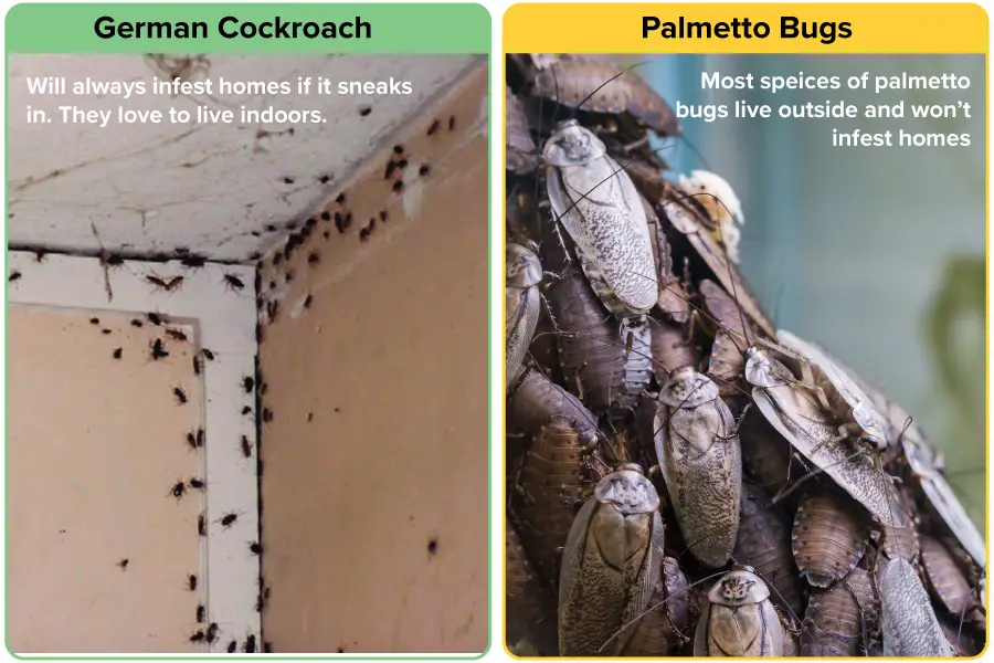 The German cockroach is a habitual infestation vs American cockroach