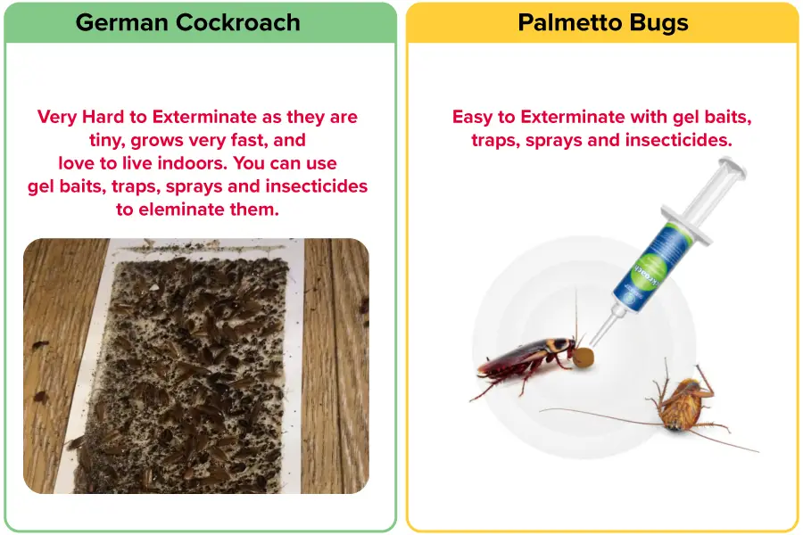 How easy to kill german roach vs palmetto bug