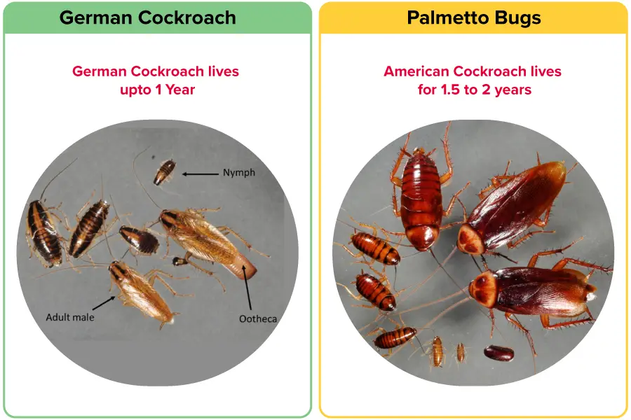 Life span and life cycle of german cockroach vs American cockroach