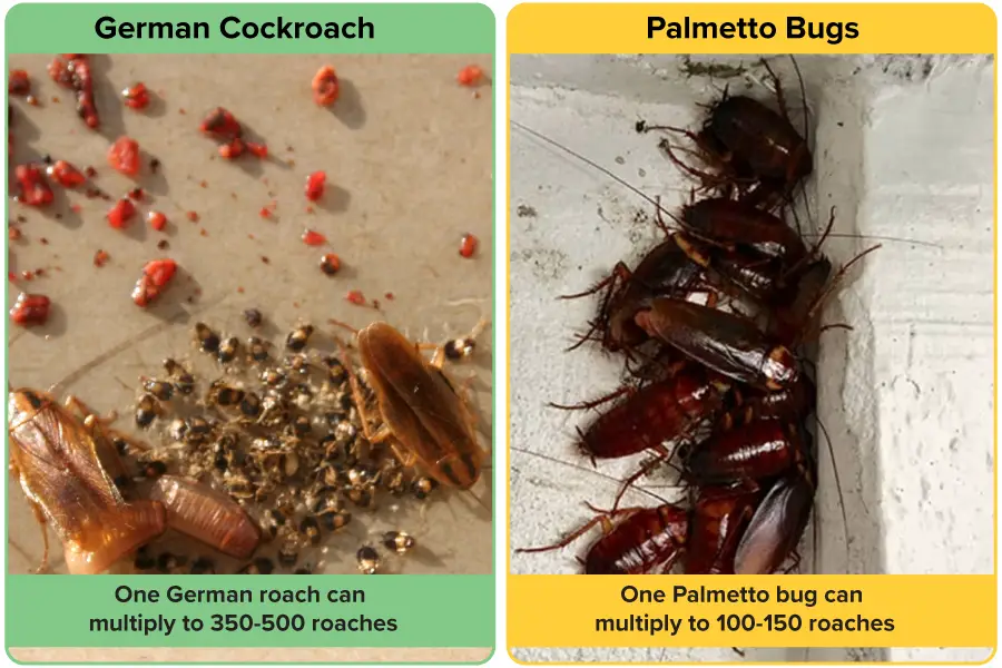 Population growth german cockroach vs american cockroach