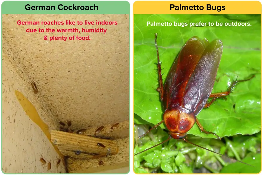 Habitat comparison of German Cockroach vs Palmetto Bug