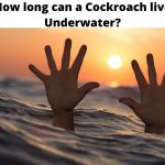 How long can a Cockroach live Underwater?