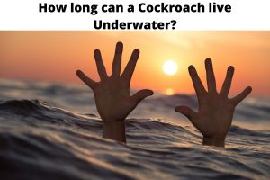 How long can a Cockroach live Underwater?