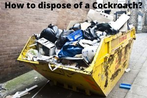 how to dispose of a cockroach