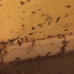 Top 9 Signs of a Cockroach Infestation