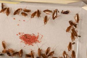 How to get rid of roaches overnight