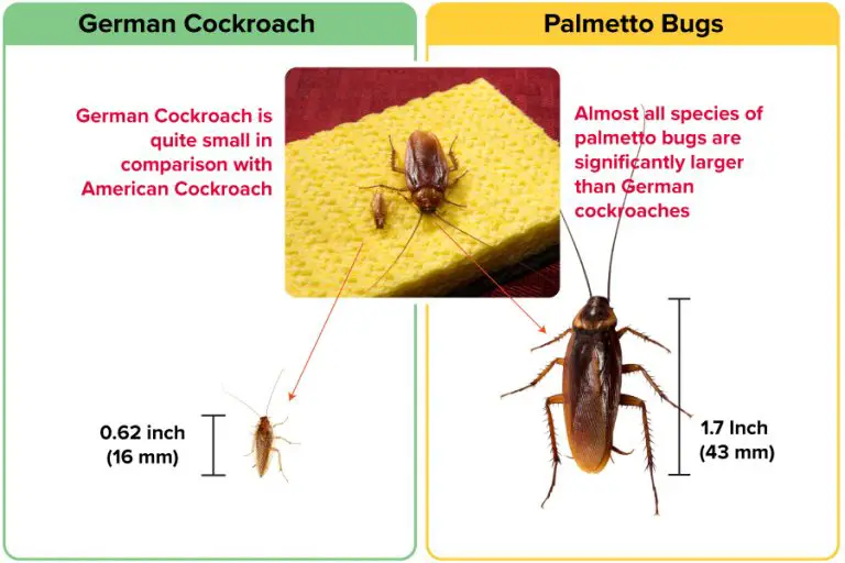 German Roach vs American Roach (Which ONE to FEAR?) APB