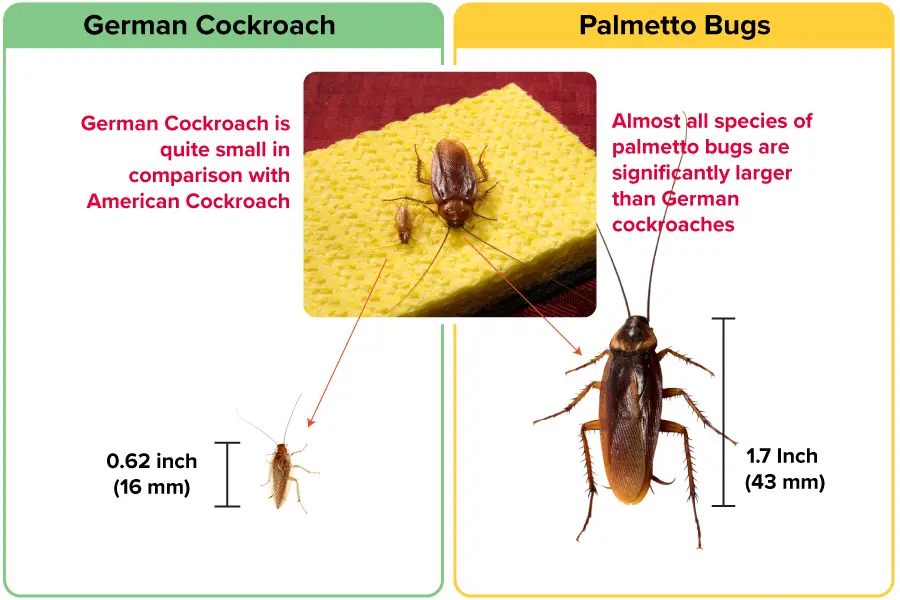 Size comparison of German Cockroach vs Palmetto Bug
