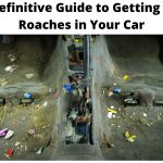 A Roach in Car: Should I be Worried?