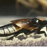 World Biggest Cockroach (LARGER than Guinness Book)