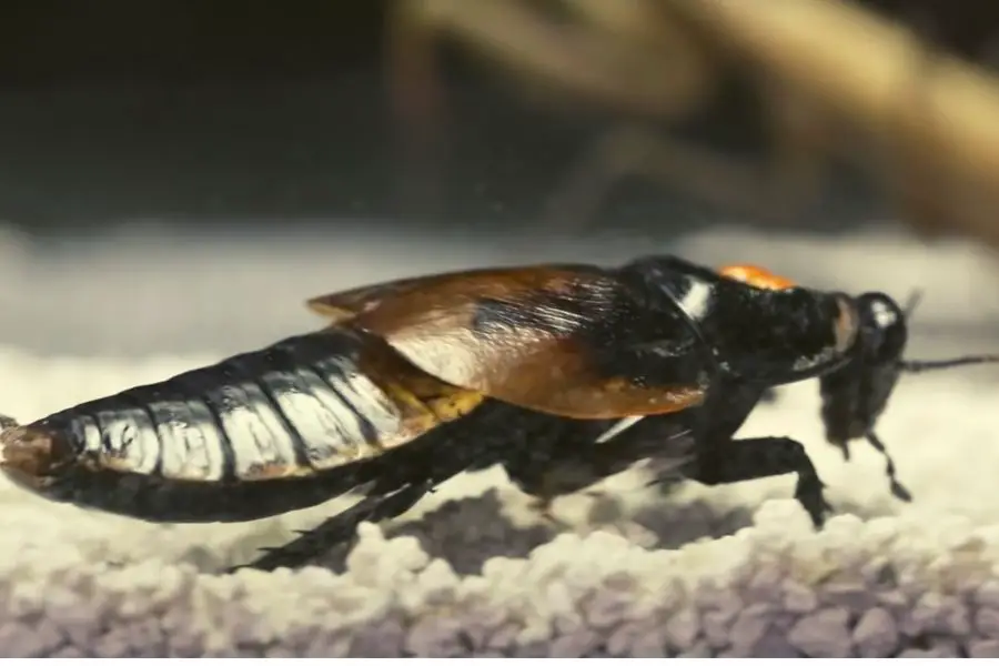 World Biggest Cockroach (LARGER than Guinness Book)