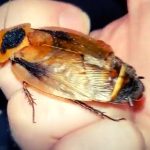 Discoid cockroach