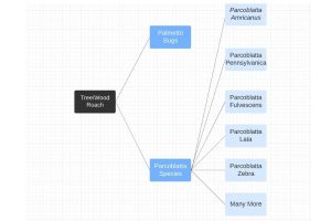 Tree Roaches Explained | APB