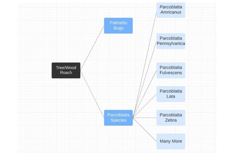 Tree Roaches Explained APB