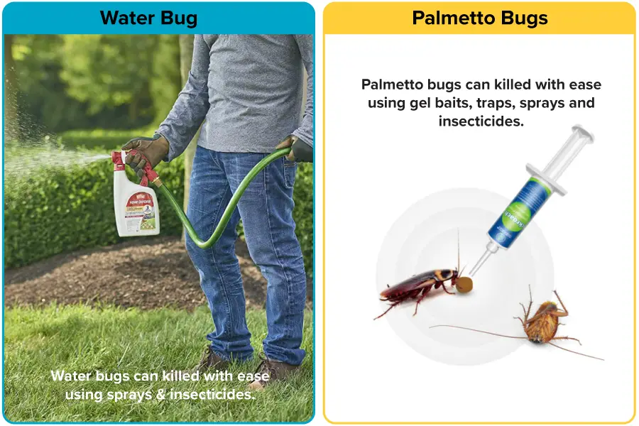 How to kill a Water Bugs vs Palmetto Bugs