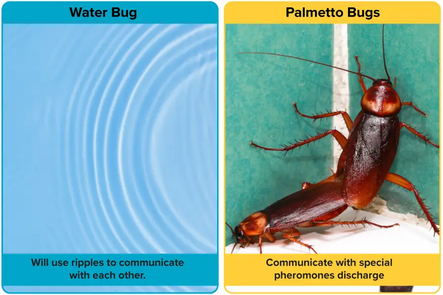 Inter communication of Water Bugs vs Palmetto Bugs