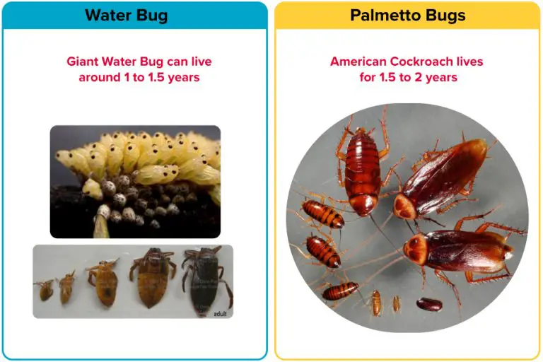 Palmetto Bug Vs. Water Bug [15 Differences] APB