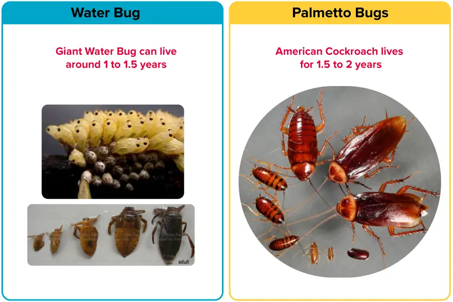 Life span of Water Bugs vs Palmetto Bugs