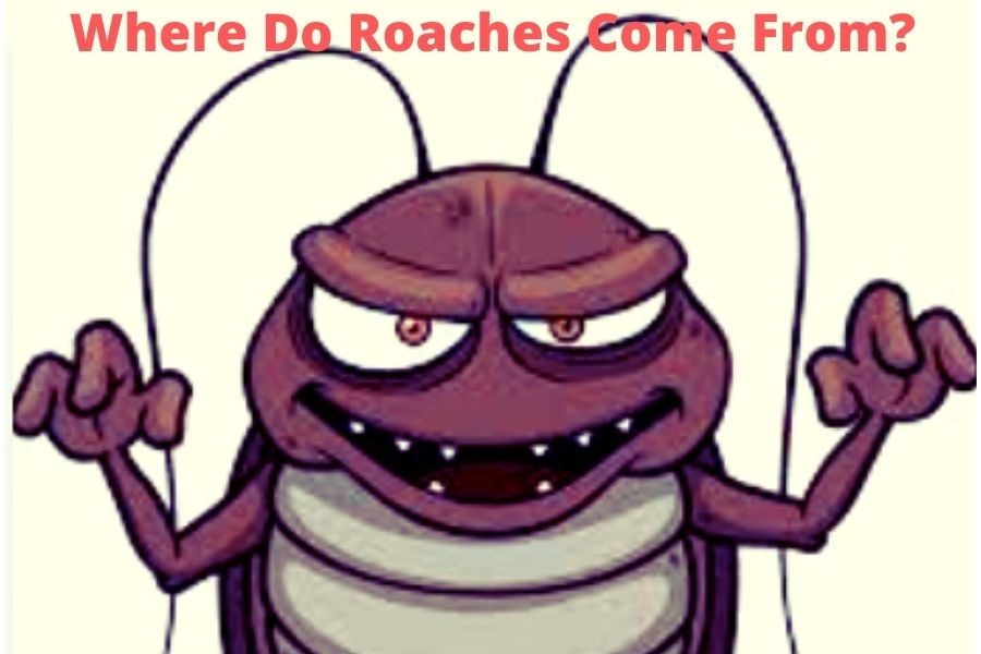 Where do roaches come from?