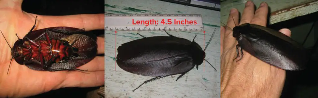 World largest cockroach with 4.5 inches of length