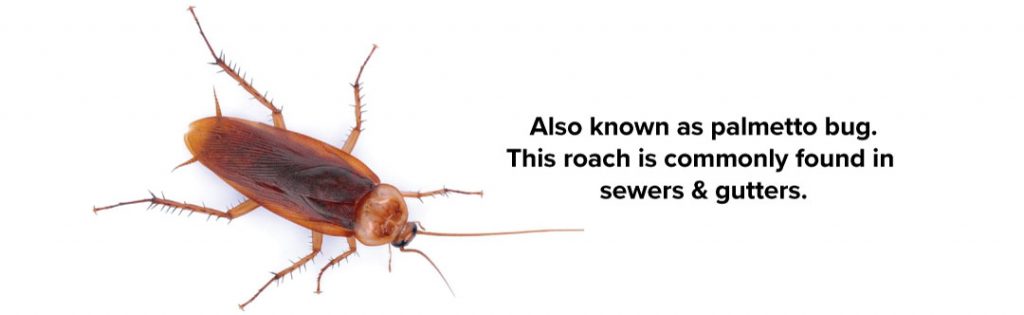 Largest American cockroach is 2.1 inches or 5.4 cm long and 0.5 inches or 1.27 cm wide.