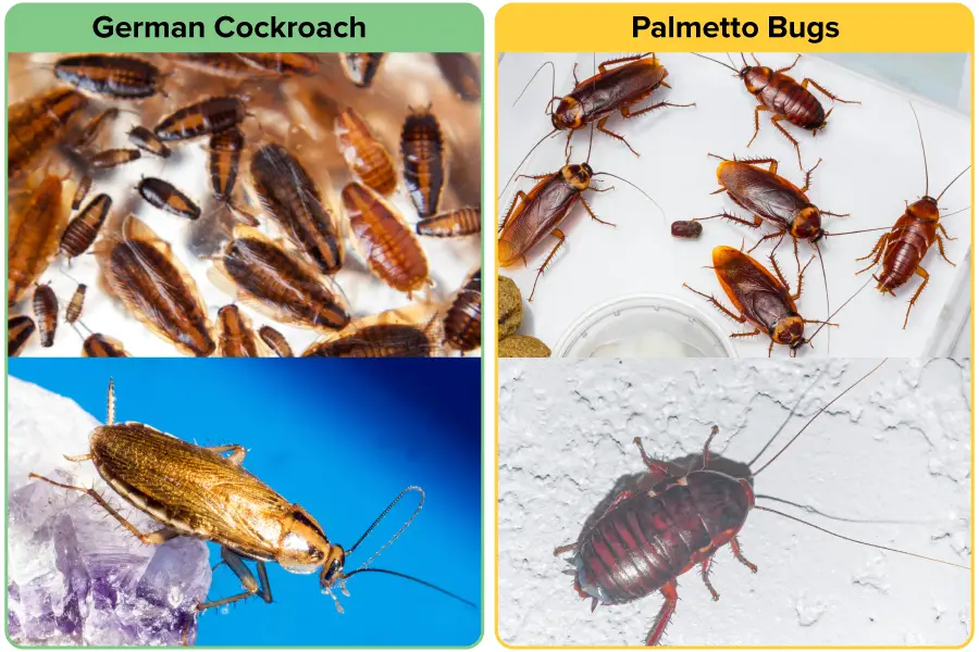 Color comparison of German Cockroach vs Palmetto Bug