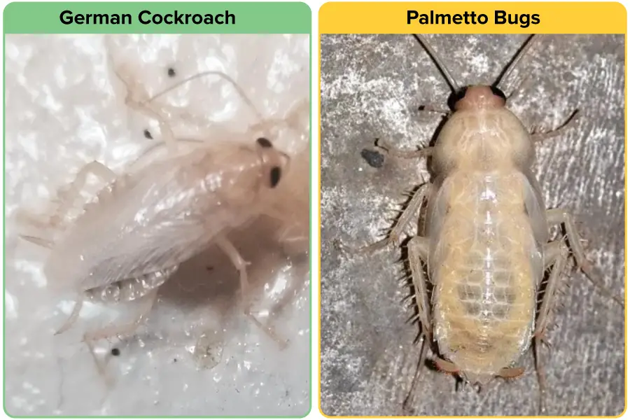 Molting of german cockroach vs American cockroach.