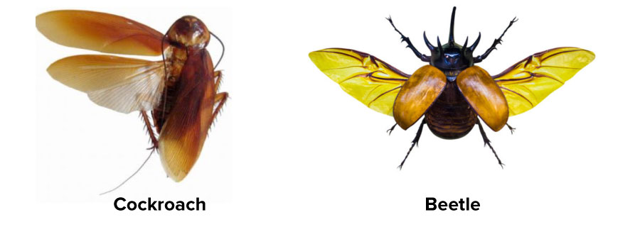An image showing open wings of a cockroach and beetle to explain how both are different from each other. Beetle have a hard protecting forewings.