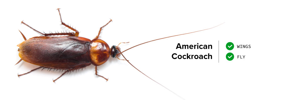 An image of an American cockroach is in the list of  flying cockroach Florida